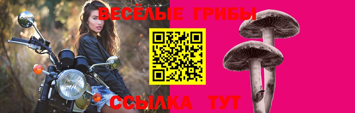 Псилоцибиновые грибы Psilocybine cubensis Полевской